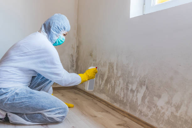 Professional mold removal team in Saxapahaw