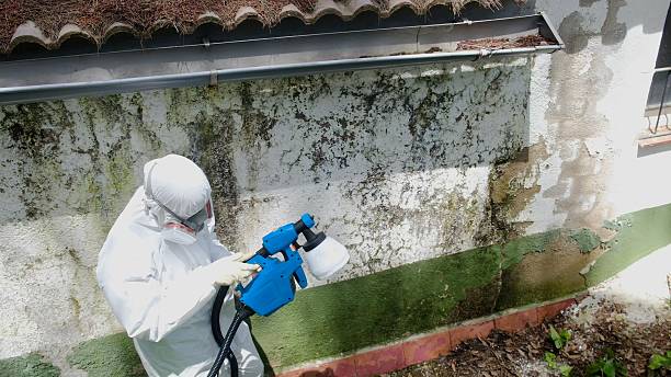 Mold Removal service in Saxapahaw